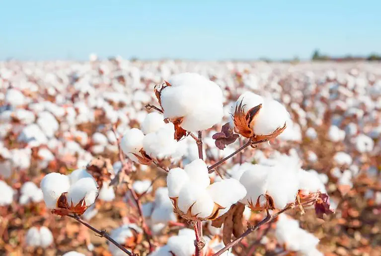 Punjab sets target 4 million acres of land for cotton cultivation this year