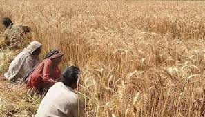 Punjab Government's Wheat Subsidy Dilemma Leaves Farmers in Limbo