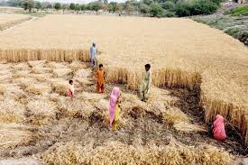 Punjab farmers threaten protest as wheat crisis deepens in Punjab