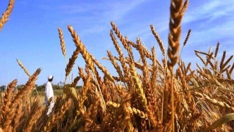 KP govt initiates wheat procurement from Punjab farmers