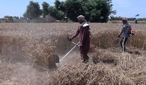 PM reiterate Federal Govt to Purchase 1.8 Million Metric Tons Wheat to support farmers