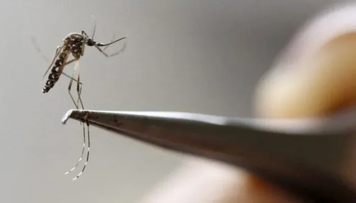 Zika Virus Identified in Karachi