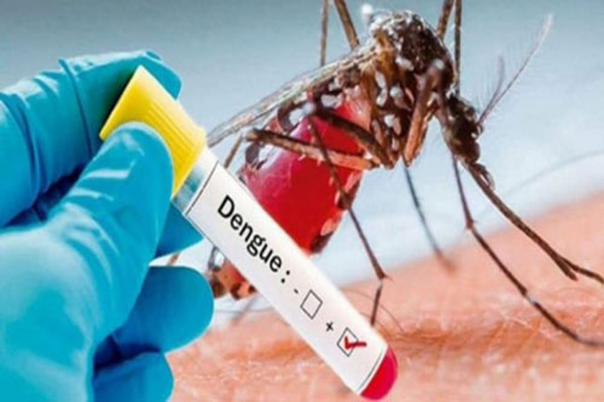 8 New  Dengue  Cases Reported in Last 24 Hours in Punjab