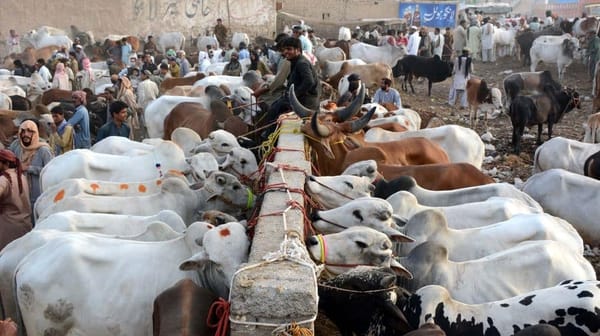 Armed Gang Raids Cattle Shed, Steals 94 Cattles Worth Millions in Karachi