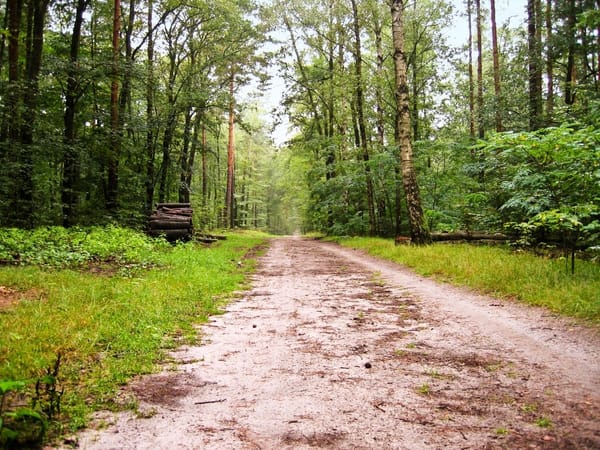 Punjab decides to start largest environmental, forest conservation project