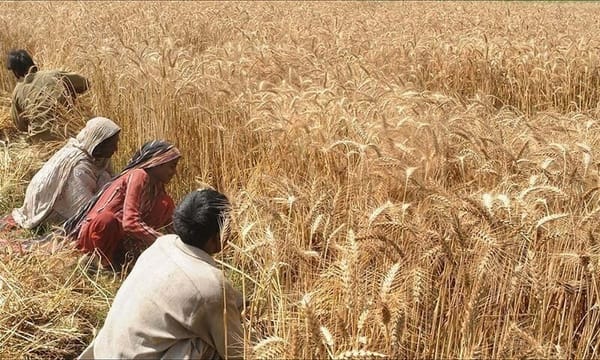 Punjab farmers threaten strong protest after eid over low wheat support price