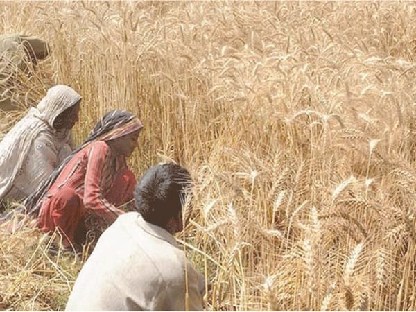 Pakistan reduces wheat procurement target by 69%,