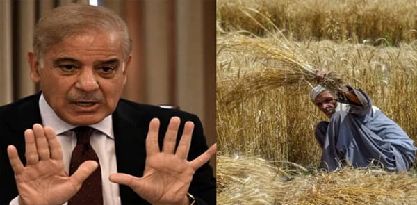 Fungus-infected wheat imported during PM Shehbaz Sharif's tenure: Inquiry Reveals