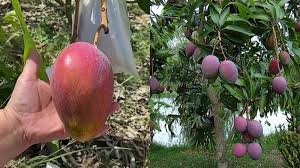 Pakistan Ventures into High-Value Miyazaki Mango Cultivation in Karachi