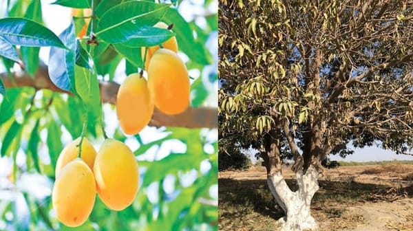 Sindh Agriculture Minister directs to control disease spread in mango orchards