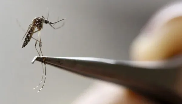 Zika Virus Identified in Karachi