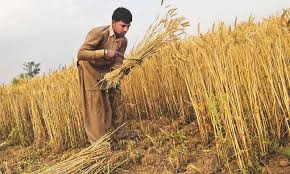 Punjab's Agriculture Sector Set for Transformation with New Initiatives