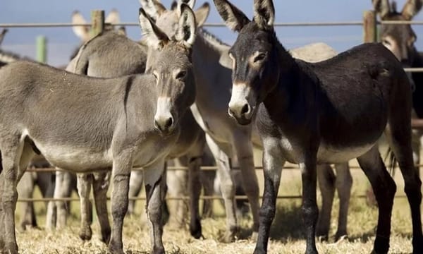 Pakistan to export meat, hides of 200,000 donkeys annually to China