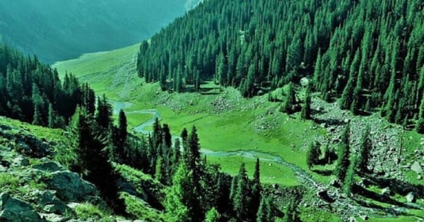 China, Pakistan share latest non-wood forestry findings