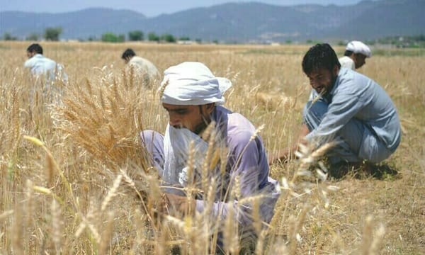 13 لاکھ میٹرک ٹن کیڑوں والی گندم کی درآمد کے گھپلے میں ملوث افراد کے خلاف گھیرا تنگ